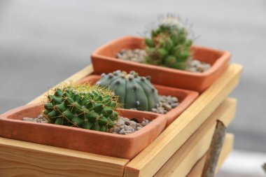 Kaktüs pot doğal güzel, select odak sığ derinliği