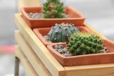 Kaktüs pot doğal güzel, select odak sığ derinliği