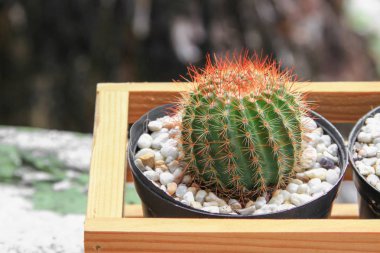 Kaktüs pot doğal güzel, select odak sığ derinliği