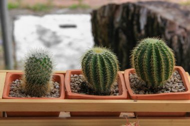 Kaktüs pot doğal güzel, select odak sığ derinliği