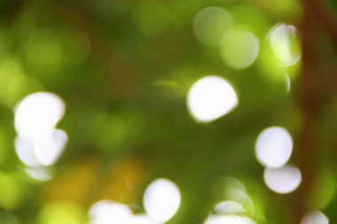 Bokeh doğal renkli arka planı ağacının sıcak filtre yaprak 