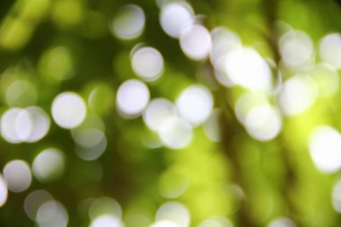 Bokeh doğal renkli arka planı ağacının sıcak filtre yaprak