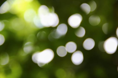 Bokeh doğal renkli arka planı ağacının sıcak filtre yaprak 