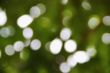 Bokeh doğal renkli arka planı ağacının sıcak filtre yaprak 