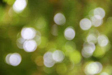 Bokeh doğal renkli arka planı ağacının sıcak filtre yaprak 