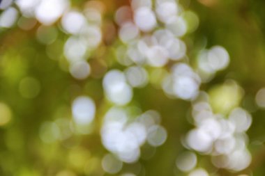 Bokeh doğal renkli arka planı ağacının sıcak filtre yaprak 