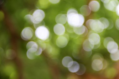 Bokeh doğal renkli arka planı ağacının sıcak filtre yaprak 