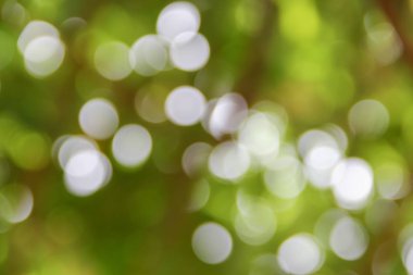 Bokeh doğal renkli arka planı ağacının sıcak filtre yaprak 