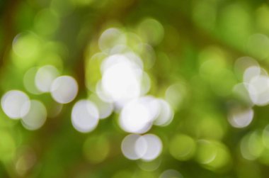 Bokeh doğal renkli arka planı ağacının sıcak filtre yaprak 