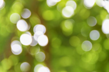 Bokeh doğal renkli arka planı ağacının sıcak filtre yaprak 