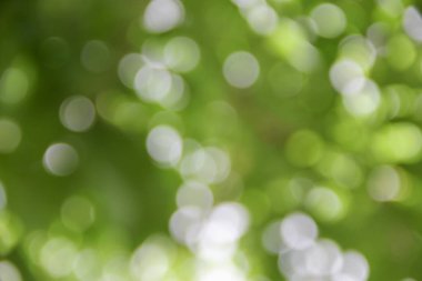 Bokeh doğal renkli arka planı ağacının sıcak filtre yaprak 