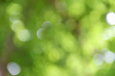 Bokeh doğal renkli arka planı ağacının sıcak filtre yaprak 