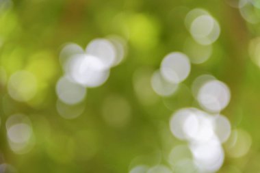 Bokeh doğal renkli arka planı ağacının sıcak filtre yaprak 