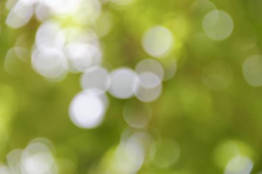 Bokeh doğal renkli arka planı ağacının sıcak filtre yaprak 