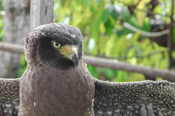 Close-up Falcão Peregrina ou águia — Fotografia de Stock
