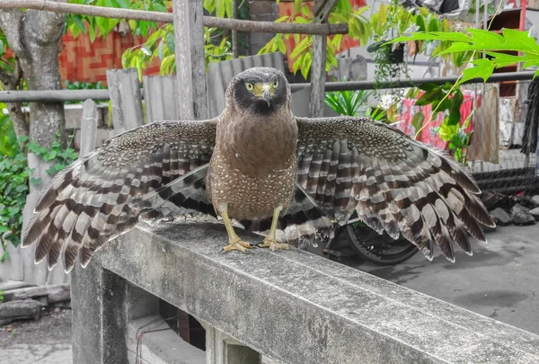 Faucon pèlerin ou aigle — Photo