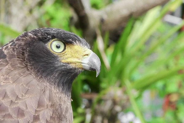 Gros plan Faucon pèlerin ou aigle — Photo