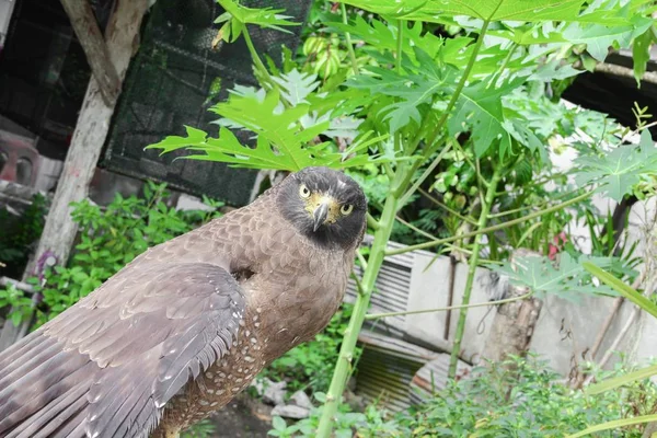 Közeli kép: Falcon Peregrine vagy a sas — Stock Fotó