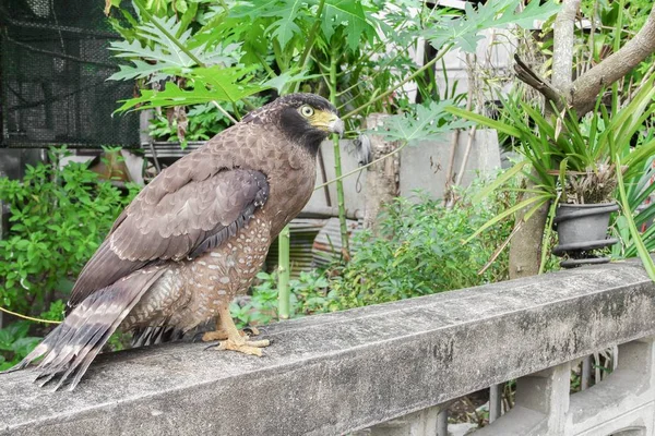 Közeli kép: Falcon Peregrine vagy a sas — Stock Fotó