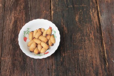 Sagopa Kajmer böceği solucan, kırmızı palmiye weevil, kızarmış Kupası (Rhynchophorus ferrugineus)