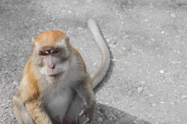 Příroda opice v Thajsku Closeup — Stock fotografie