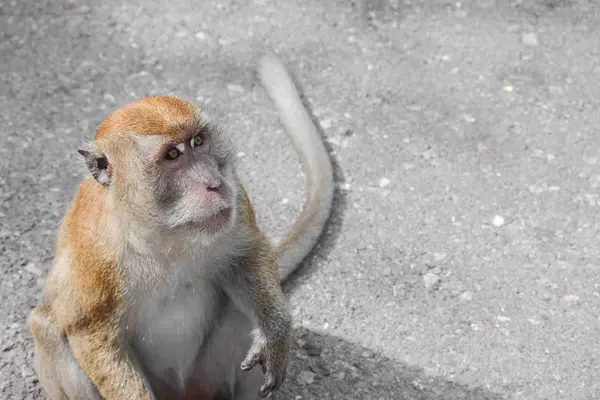 Naturaleza de mono en Tailandia Primer plano — Foto de Stock