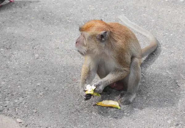 Mono comer plátano naturaleza en Tailandia Primer plano — Foto de Stock