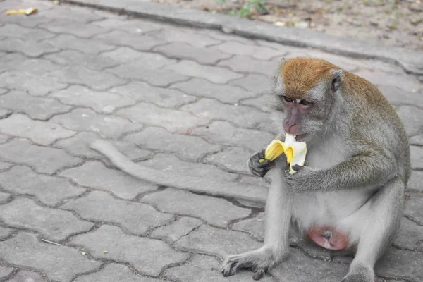 Macaco comer banana natureza na Tailândia Closeup — Fotografia de Stock