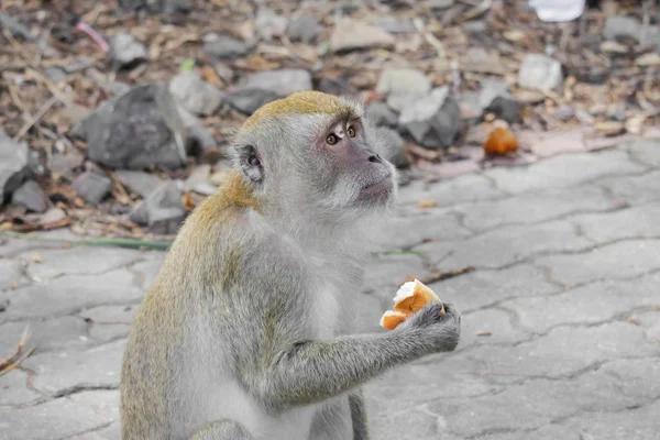 Macaco segurar natureza pão na Tailândia Closeup — Fotografia de Stock