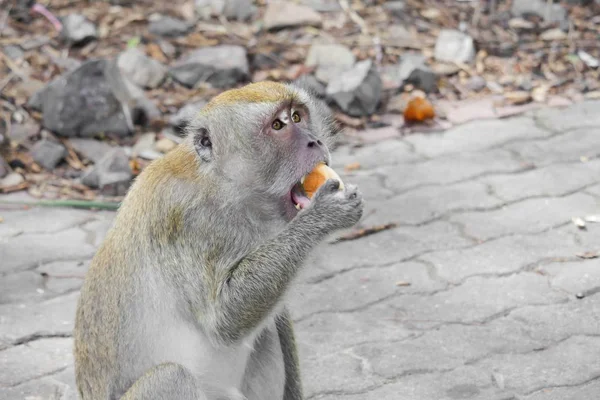 Macaco natureza na Tailândia Closeup — Fotografia de Stock
