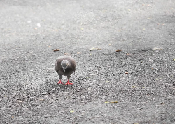 Holub či holubice chůze po silnici — Stock fotografie