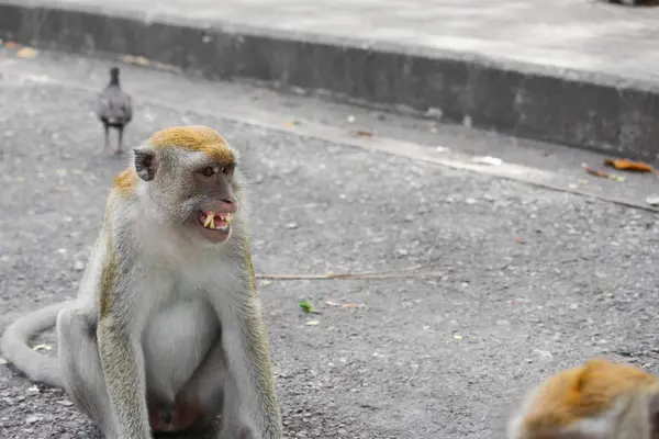 Maymun doğa Tayland Closeup kızgın — Stok fotoğraf