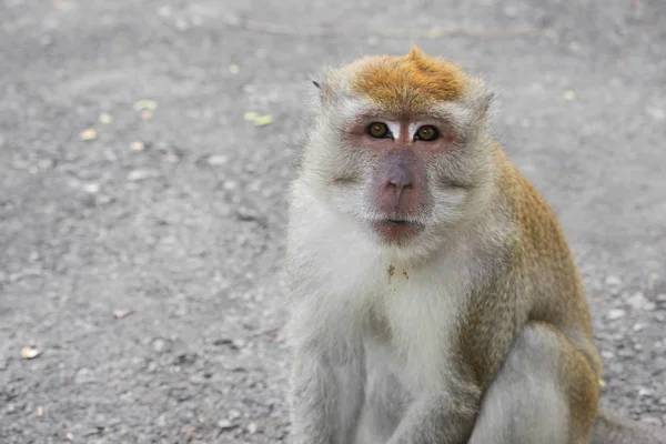 Tayland Closeup doğada maymun — Stok fotoğraf