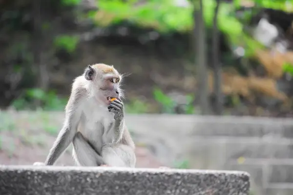 Macaco foco seletivo na natureza — Fotografia de Stock
