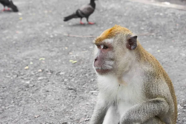 Naturaleza de mono en Tailandia Primer plano — Foto de Stock