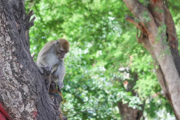 Affe auf Baum selektiven Fokus in der Natur — Stockfoto