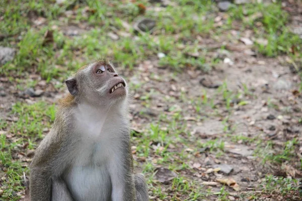 Macaco na natureza foco seletivo — Fotografia de Stock