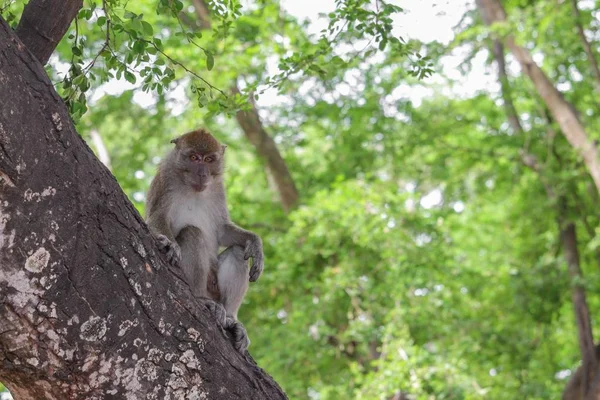 Maymun doğada ağaç seçici odak üstünde — Stok fotoğraf