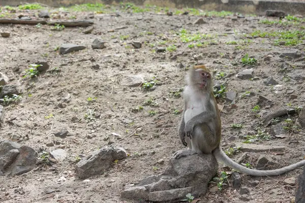 Monkey stand en el suelo enfoque selectivo — Foto de Stock