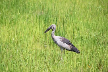 Leylek seçin odak alan, sığ derinliği ile yeşil tarlasında