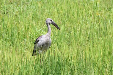 Leylek seçin odak alan, sığ derinliği ile yeşil tarlasında