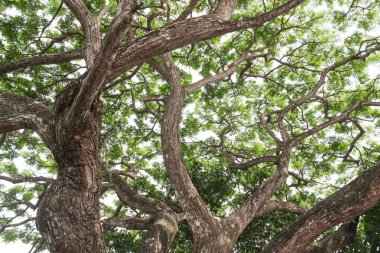 dal ve yaprak beyaz arka plan üzerinde orman içinde güzel ağaç