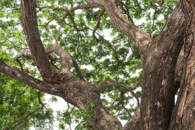 dal ve yaprak beyaz arka plan üzerinde orman içinde güzel ağaç