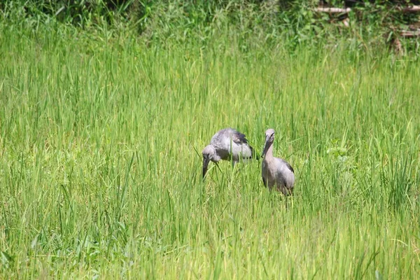 Leylek seçin odak alan, sığ derinliği ile yeşil tarlasında