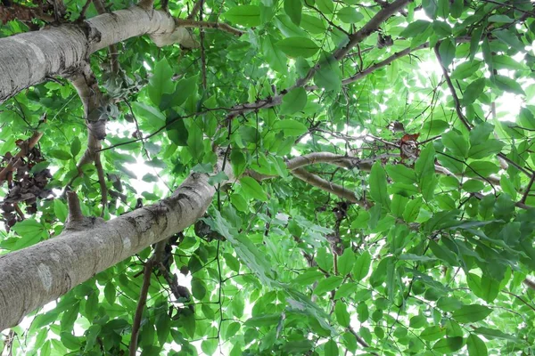 Branche et feuille d'arbre belle dans la forêt sur fond blanc — Photo