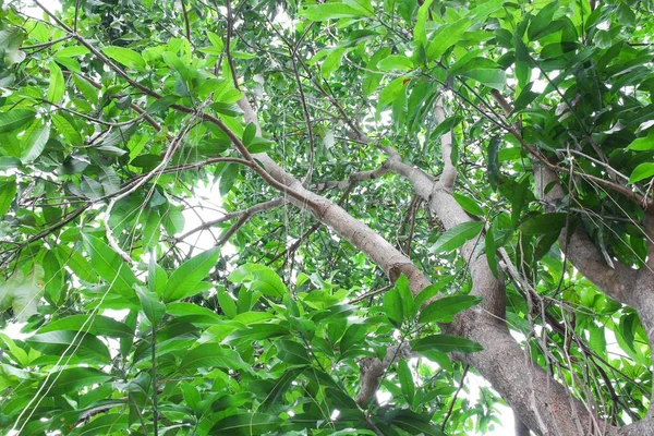 Branche et feuille d'arbre belle dans la forêt sur fond blanc — Photo