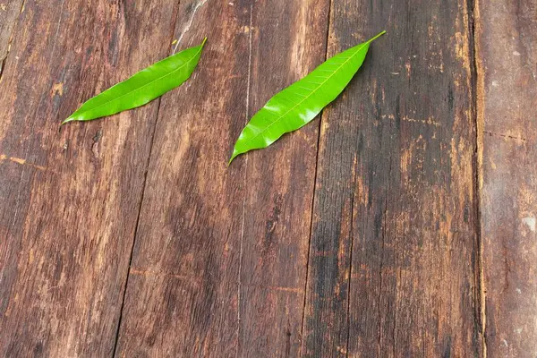 Манго листя два на дерев'яному фоні . — стокове фото