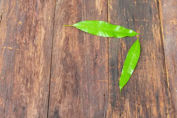 Μάνγκο φύλλα δύο στο ξύλινο πλαίσιο. — Φωτογραφία Αρχείου