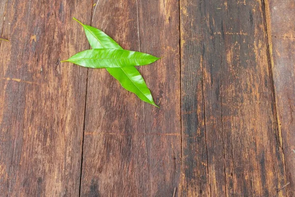 Μάνγκο φύλλα δύο στο ξύλινο πλαίσιο. — Φωτογραφία Αρχείου