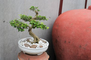 bonsai ağacı güzel bahçede